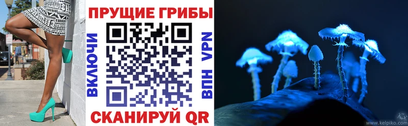 Псилоцибиновые грибы Cubensis  Полесск 